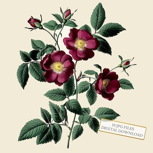 Vintage botanische Wildrose im Alter von Papier Clipart Bundle - 10 hochwertige Aquarell JPGs - Journaling, Scrapbooking, digitaler Download