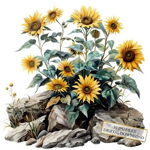 Tournesols qui poussent hors des rochers Clipart Bundle - 10 JPG aquarelles de haute qualité - Art de la prairie, journalisation, fourniture de scrapbooking, téléchargement numérique