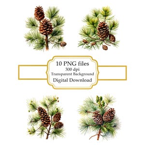Paquete de imágenes prediseñadas PNG de piñas en ramas de pino - Descarga digital