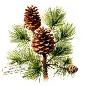 Pigne su rami di pino Clipart Bundle- 10 JPG ad acquerello di alta qualità- Arte della natura, diario, fornitura di album, download digitale