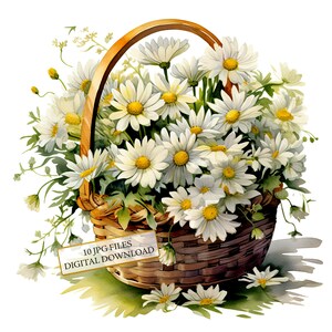 Zestaw clipartów Daisy Basket - 10 wysokiej jakości akwareli JPG - rzemiosło, dziennikarstwo, materiały do scrapbookingu, pobieranie cyfrowe