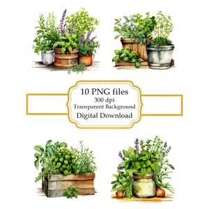 Paquete de imágenes prediseñadas PNG de hierbas de cocina en recipientes - Descarga digital