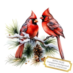Rode kardinalen op besneeuwde tak clipartbundel-10 hoge kwaliteit aquarel pngs-winter kunst, journaling, scrapbook levering, digitale download