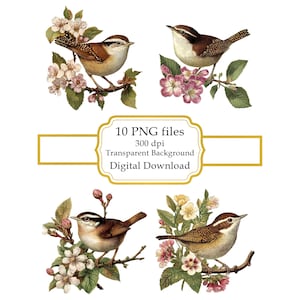 Carolina Wren on a Flowering Branch PNG Clipart Bundle- Digital Download