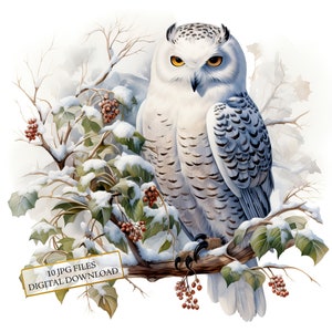 Ensemble de cliparts hibou sur branches enneigées - 10 fichiers JPG aquarelles de haute qualité - créations, journalisation indésirable, fourniture de scrapbooking, téléchargement numérique