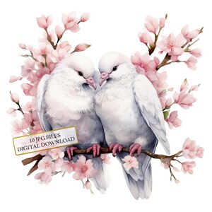Verliebte Taube auf einem blühenden Zweig Clipart Bundle - 10 hochwertige Aquarell JPGs - Basteln, Junk Journaling, Scrapbook, digitaler Download