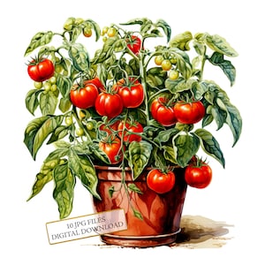 Pianta di pomodoro in un vaso Clipart Bundle - 10 JPG ad acquerello di alta qualità - Arte da cucina, diario, album, download digitale