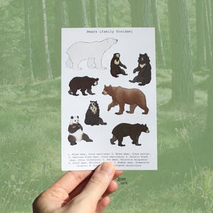 Carte postale espèce d'ours - Mini impression d'art