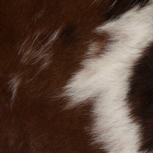 May include: Close-up of brown and white cowhide with a soft, fuzzy texture.