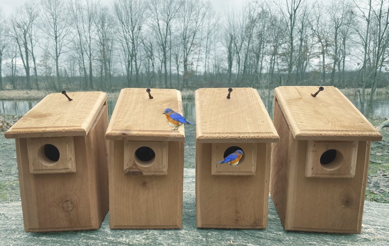 Pu&ograve; includere: Quattro casette per uccelli in legno con un pettirosso blu appollaiato su una e un altro pettirosso blu all'interno di un'altra. Le casette per uccelli sono tutte della stessa dimensione e forma, e sono fatte di legno naturale.