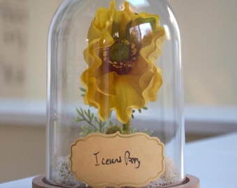 Iceland Poppy Flower Cloche Terrarium
