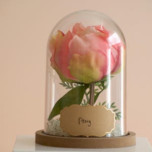 Pink Peony flower in a decorative cloche.