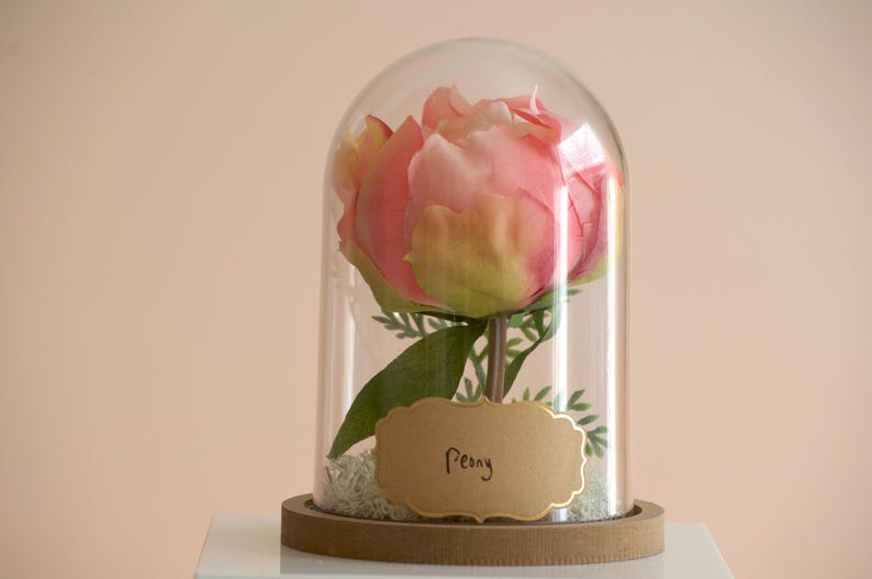 Pink Peony flower in a decorative cloche.