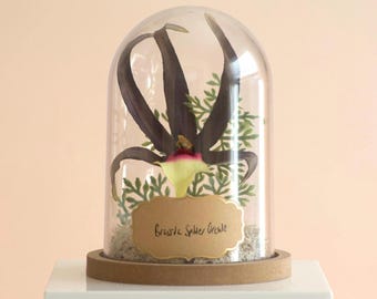 Brassia Keiliana “Spider Orchid” Flower Cloche Terrarium | Orchid Arrangement Gift