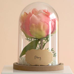 Pink Peony flower in a decorative cloche.