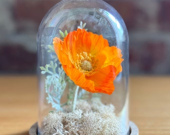 California Poppy Flower Terrarium