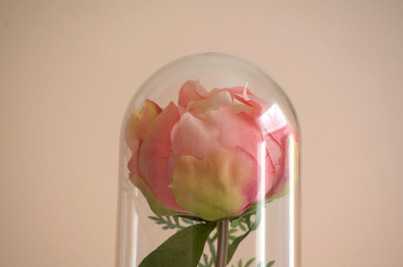 Pink Peony flower in a decorative cloche.