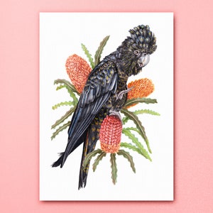 Red-Tailed Black Cockatoo Floral Art Print, Australian Parrot Bird Poster, Endangered Animal Wall Artwork, Banksia Flowers