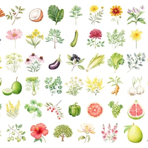 Watercolor Gardening Clipart, DIGITAL DOWNLOAD, Permaculture Garden, Fruit Vegetable Flower Illustrations, Food Commercial Use PNG Graphics image 3