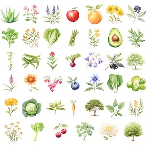 Watercolor Gardening Clipart, DIGITAL DOWNLOAD, Permaculture Garden, Fruit Vegetable Flower Illustrations, Food Commercial Use PNG Graphics image 2