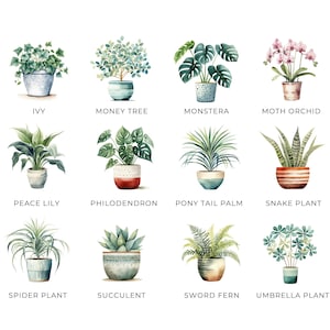 Clipart di piante da appartamento ad acquerello, DOWNLOAD DIGITALE, illustrazione di piante in vaso, grafica botanica verde, uso commerciale di cactus succulenti PNG immagine 3
