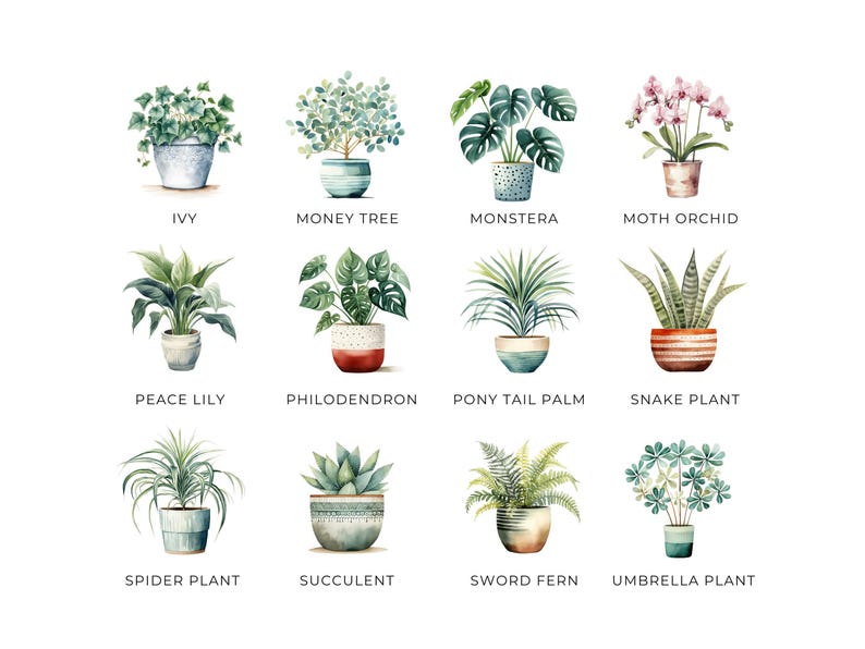 Clipart di piante da appartamento ad acquerello, DOWNLOAD DIGITALE, illustrazione di piante in vaso, grafica botanica verde, uso commerciale di cactus succulenti PNG immagine 3