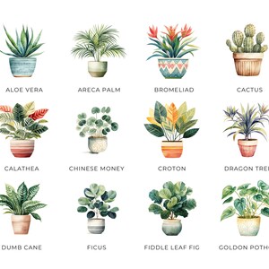 Clipart di piante da appartamento ad acquerello, DOWNLOAD DIGITALE, illustrazione di piante in vaso, grafica botanica verde, uso commerciale di cactus succulenti PNG immagine 2