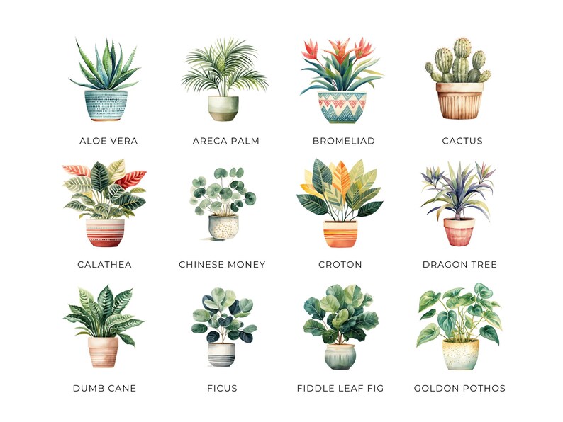 Clipart di piante da appartamento ad acquerello, DOWNLOAD DIGITALE, illustrazione di piante in vaso, grafica botanica verde, uso commerciale di cactus succulenti PNG immagine 2