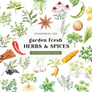 Ervas e especiarias clipart, DOWNLOAD DIGITAL erva medicinal clip art, jardim de ervas aquarela, cozinha comida culinária receita uso comercial PNG