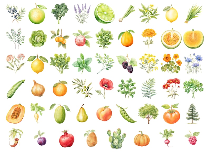 Watercolor Gardening Clipart, DIGITAL DOWNLOAD, Permaculture Garden, Fruit Vegetable Flower Illustrations, Food Commercial Use PNG Graphics image 4