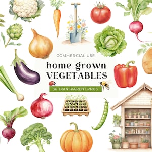 Clipart légumes usage commercial, téléchargement numérique, aliments végétaliens sains PNG, aquarelle jardinage, potager, graphiques printemps été