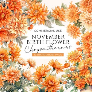 Bundle de cliparts floraux mois de naissance novembre, téléchargement numérique, pack de clipart chrysanthèmes, ensemble de bouquet de fleurs aquarelle, usage commercial PNG image 1