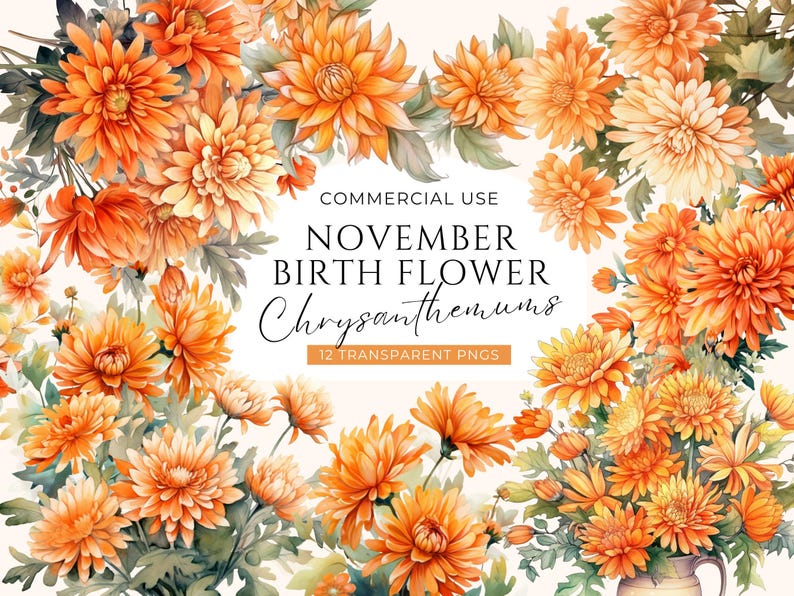 Bundle de cliparts floraux mois de naissance novembre, téléchargement numérique, pack de clipart chrysanthèmes, ensemble de bouquet de fleurs aquarelle, usage commercial PNG image 1