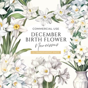 Clipart narcisbloem, digitale DOWNLOAD, geboortemaand december illustraties, lente aquarel bloemen boeket, narcis commercieel gebruik png