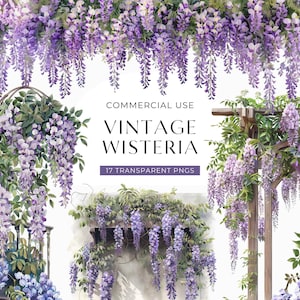 Peut inclure: Illustration à l'aquarelle de fleurs de glycine violettes et de feuilles vertes. L'image comprend le texte "Commercial Use Vintage Wisteria" et "17 Transparent PNGs". La conception florale est adaptée aux projets d'art numérique.