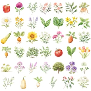 Watercolor Gardening Clipart, DIGITAL DOWNLOAD, Permaculture Garden, Fruit Vegetable Flower Illustrations, Food Commercial Use PNG Graphics image 5