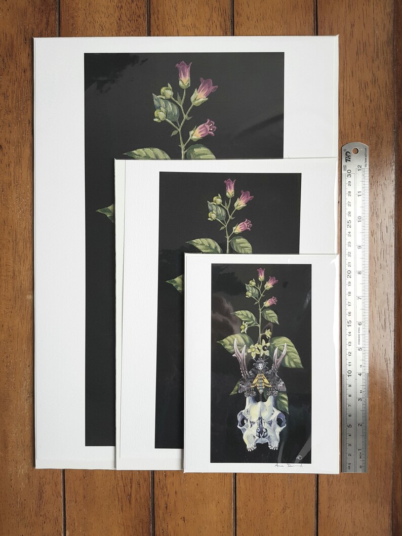 Deer Skull Deadly Nightshade Death/'s Head Moth Original Giclee Print