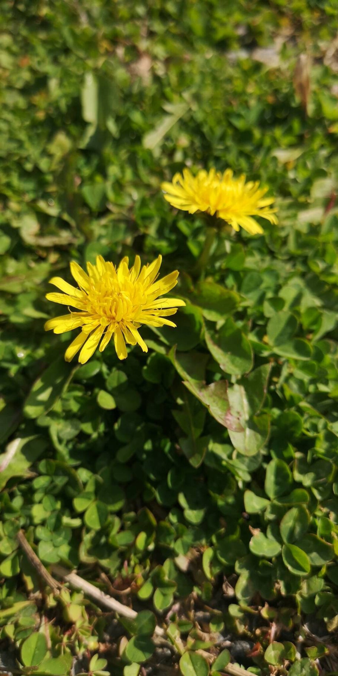 Dandelions dandelion dried dandelion dandelion flower Etsy