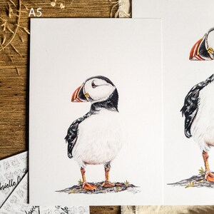 Puffin Study Puffin Print Wildlife Print A4 Print A5 Print Unmounted Sea Bird Prints image 2