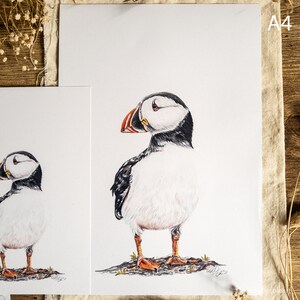 Puffin Study Puffin Print Wildlife Print A4 Print A5 Print Unmounted Sea Bird Prints image 3