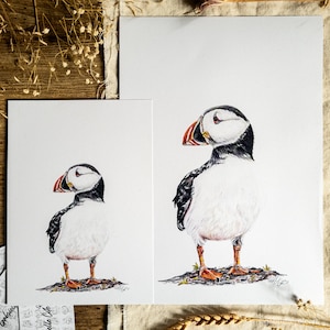 Puffin Study Puffin Print Wildlife Print A4 Print A5 Print Unmounted Sea Bird Prints image 1