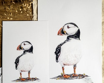 Puffin Study | Puffin Print | Wildlife Print | A4 Print | A5 Print | Unmounted | Sea Bird Prints