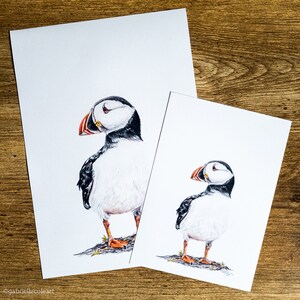 Puffin Study Puffin Print Wildlife Print A4 Print A5 Print Unmounted Sea Bird Prints image 4