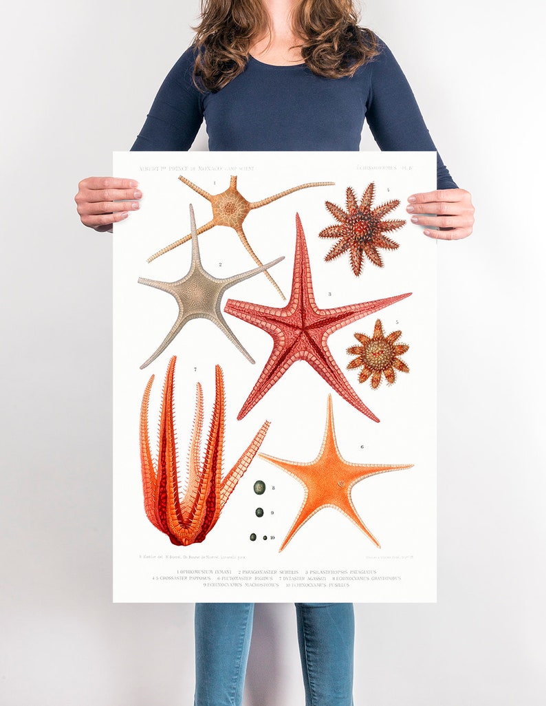 Starfish varieties set illustration Poster