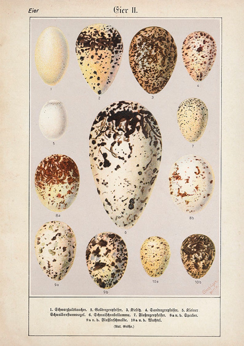 Vintage Eggs Chart Part II Lovely Poster for your kitchen Etsy