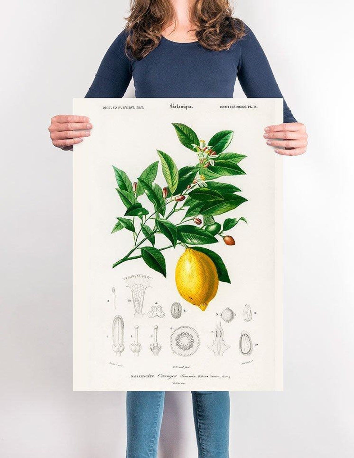 Lemon Botanical Print Vintage Botanical Botanical Print | Etsy
