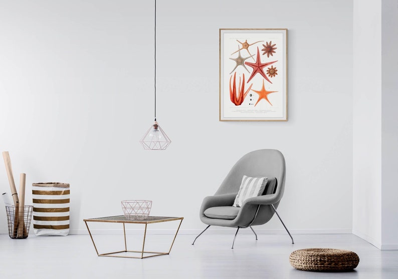 Starfish varieties set illustration Poster