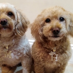 Iced Initial Letter Silver Pendant Cuban Chain Pet Collar Chain Pet, Cat, Puppy, Dog Chain Necklace