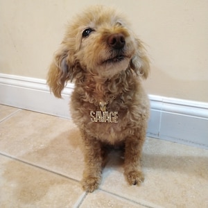 Iced Savage Pendant Cuban Chain Dog Chain Pet Collar Chain Pet, Cat, Puppy Necklace