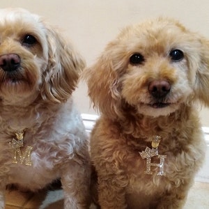 Iced Initial Letter Gold Pendant Cuban Chain Pet Collar Chain Pet, Cat, Puppy, Dog Chain Necklace